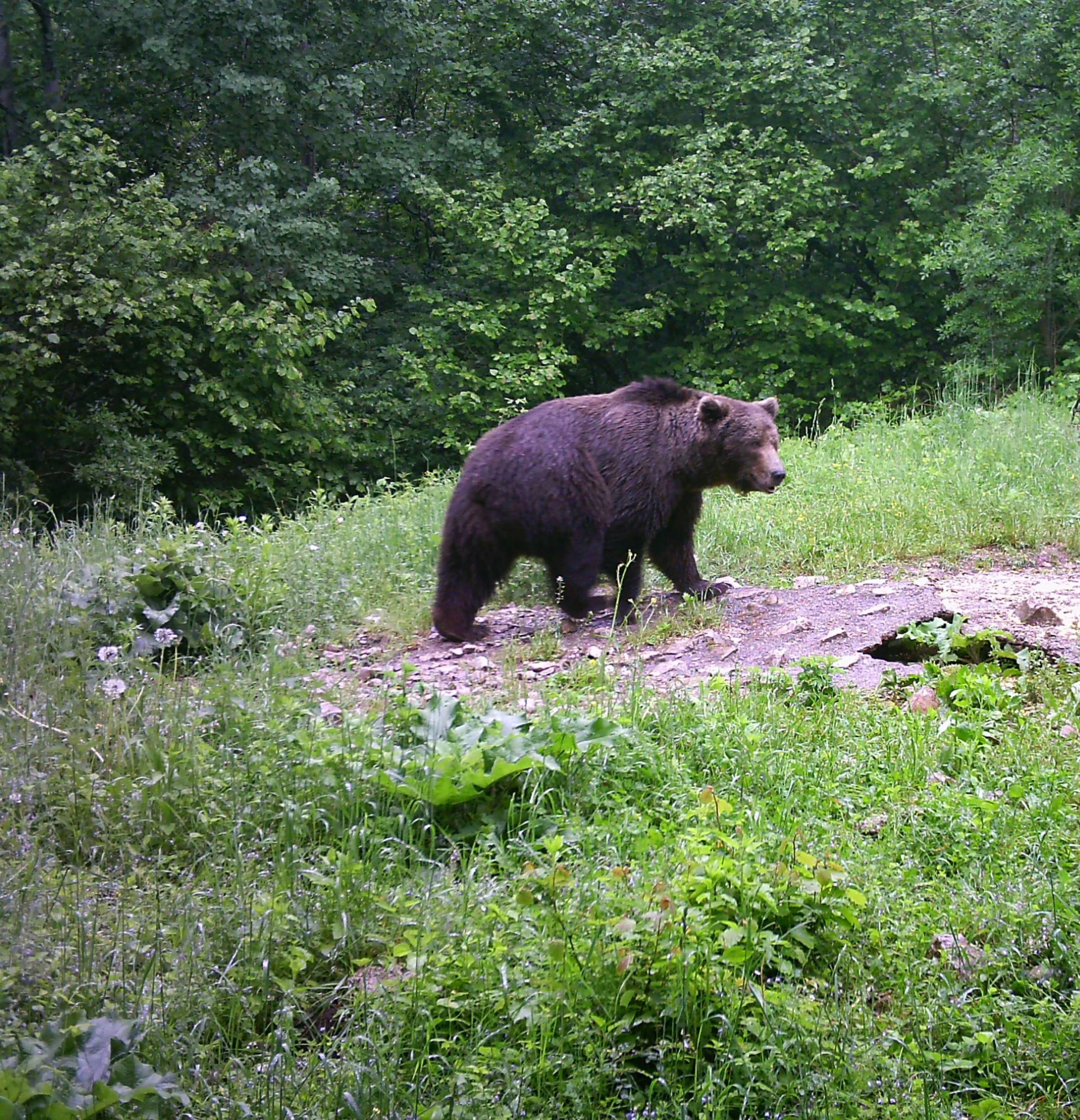 Bear observing in Slovenia